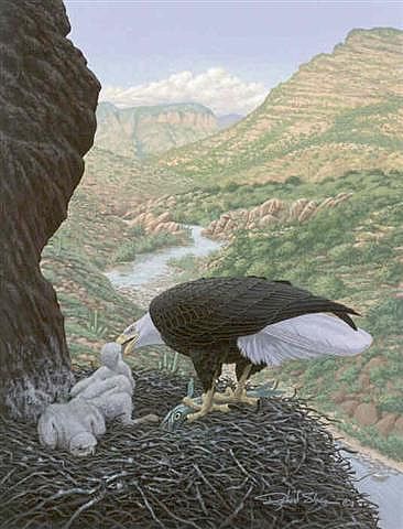 Bald Eagle - Bald Eagle Feeding Chicks by Richard Sloan (1935-2007)